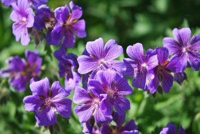 Geranium x magnificum - kakost vznešený - květy